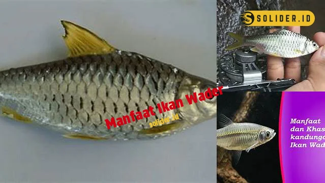 Temukan Manfaat Ikan Wader yang Jarang Diketahui